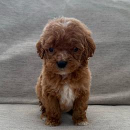 Black collar male, teacup size - Red  male Goldendoodle puppy in Ridgewood, New Jersey from Jessie’s Doodles
