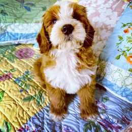 Bernedoodle and Goldendoodle Puppies from Natural Goldendoodle and Bernedoodle