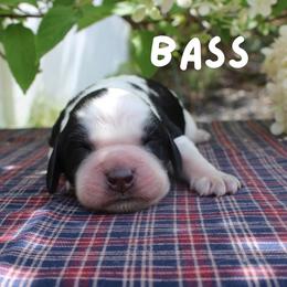 Bass - Black and white male English Springer Spaniel puppy in Barnstead, New Hampshire from C & S Farms