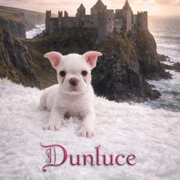 Health Tested CKC Dunluce - Blue female Boston Terrier puppy in Scottdale, Pennsylvania from Itty Bitty Boston & Chi Co, Veteran Owned
