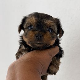 Daisy - Black and gold female Yorkshire Terrier puppy in Carencro, Louisiana from Ledet’s Yorkies