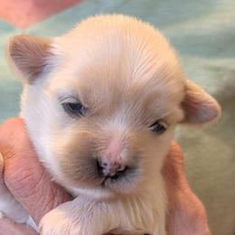 Lenny - Liver male Lhasa Apso puppy in Fort Worth, Texas from Cynthia's Lhasa Apsos