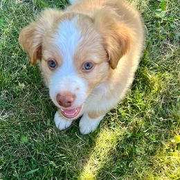 Boy 4  Sheriff - Dilute red Australian Shepherd puppy in Middleton, Idaho from Rustic Canyon Acres