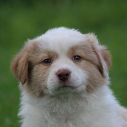 Gold boy 2 - Gold male Border Collie puppy in Tylertown, Mississippi from Cool Meadow Farms