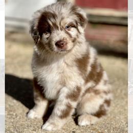 Australian Shepherds from Danuser Aussie Ranch