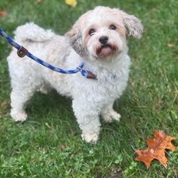 Mira - Red sable female Havanese puppy in Chaska, Minnesota from Happy Paws Havanese
