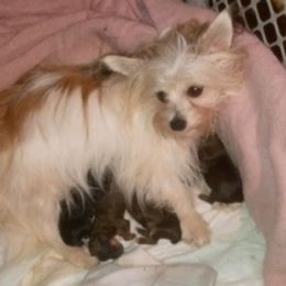 Dachshunds and Yorkshire Terriers from A.P.R.I.