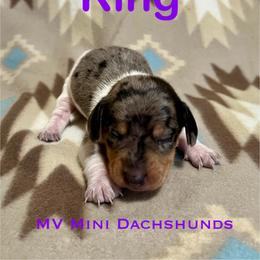 King - Dapple male Dachshund puppy in Carlsbad, Texas from MV Mini Dachshunds