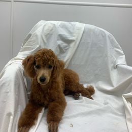 Ozzy - Red  male Poodle puppy in Vilonia, Arkansas from Donna’s Pretty Poodles