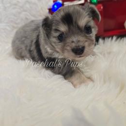 Cricket - Merle female Chihuahua puppy in Bowdon, Georgia from Paschal's Pups