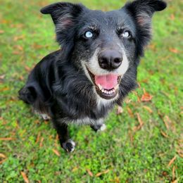 Panda - Australian Shepherd