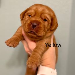 Duke - Yellow male Labrador Retriever puppy in Cantonment, Florida from Deep South Labrador Retrievers LLC
