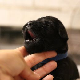 Ozzy- Blue Collar - Black male Miniature Schnauzer puppy in Yucaipa, California from Mt. View's Pretty Little Schnauzers