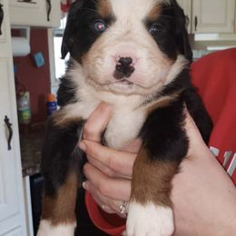 Bernese Mountain Dogs and Yorkshire Terriers from Millys Tales