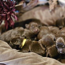 Boy 2 - Chocolate male Labrador Retriever puppy in Helena, Montana from Whistling Wings Retrievers, LLC.