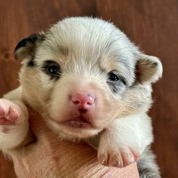 Harvest-White collar male - Blue merle and white male American Corgi puppy in Benjamin, Utah from Nuna’s  Corgis