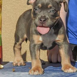 American Bully Puppies from Upscale Bullies