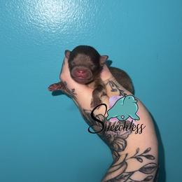 Hades - Chocolate and tan male Pomeranian puppy in Perry County, Ohio from Speechless Pom’s