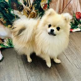 Buck - Pomeranian