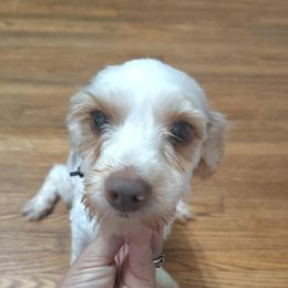 Sasha - Yorkshire Terrier