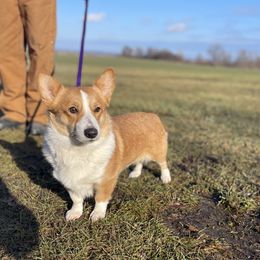 Dutchess - Pembroke Welsh Corgi