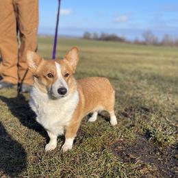 Dutchess - Pembroke Welsh Corgi