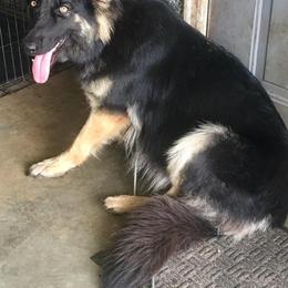 German Shepherd and Miniature American Shepherd Puppies from Bouchard’s Best Shepherds