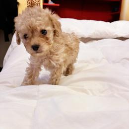 Apollodorus - Apricot male Poodle puppy in Jersey City, New Jersey from Tuts Pups Cafe