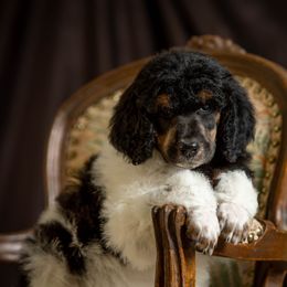 Poodle Puppies from Setting the Standard Poodles