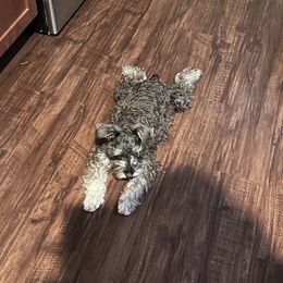 Miniature Schnauzer Puppies from Sugarbaby Kennel