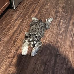 Miniature Schnauzer Puppies from Sugarbaby Kennel