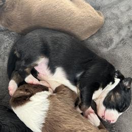 Boy 2 - male Border Collie puppy in Santa Rosa, California from Corona Ranch Collies