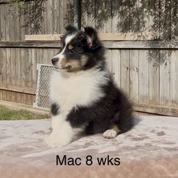 Mac - Black white and tan male Shetland Sheepdog puppy in Abilene, Texas from Double Dare Shelties