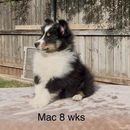 Mac - Black white and tan male Shetland Sheepdog puppy in Abilene, Texas from Double Dare Shelties