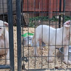 Dogo Argentino Puppies from De la Fuerza de Dios
