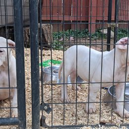 Dogo Argentino Puppies from De la Fuerza de Dios