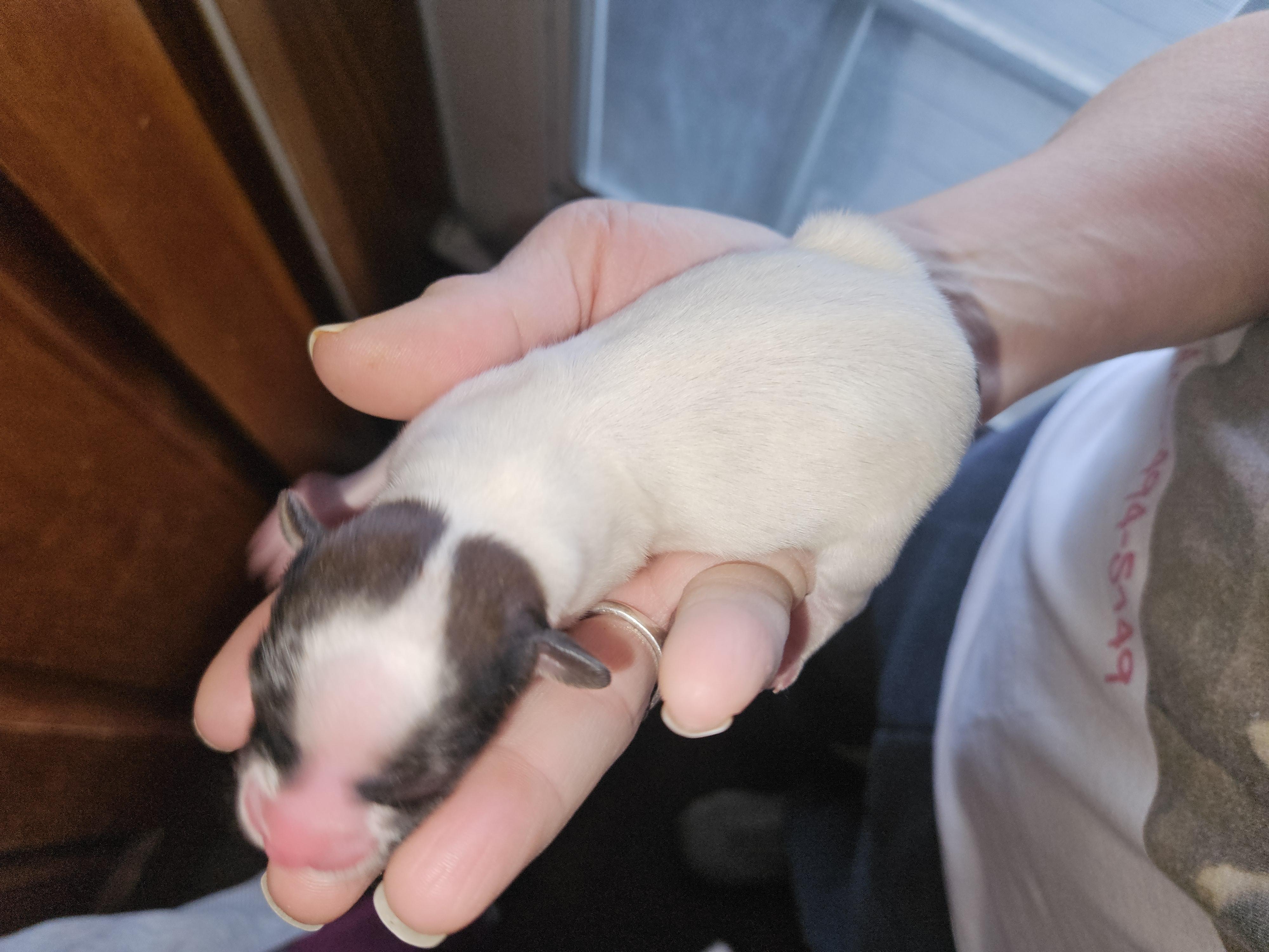 Boy 2 - Papillon puppy in Middletown, New York from Patti's Pappi Puppies (Puppies due end of July!!!)