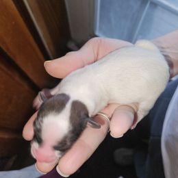 Boy 2 - Papillon puppy in Middletown, New York from Patti's Pappi Puppies  (Puppies due end of July!!!)