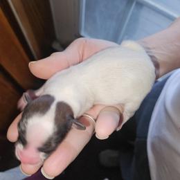Boy 2 - Papillon puppy in Middletown, New York from Patti's Pappi Puppies  (Puppies due end of July!!!)