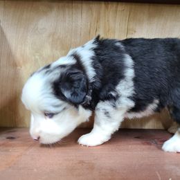 Miniature Australian Shepherd and Toy Australian Shepherd Puppies from Beasley Acres Aussies