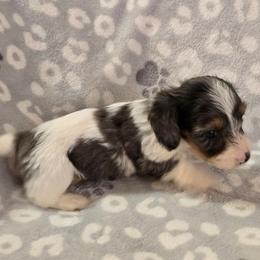 Zeus - Dapple male Dachshund puppy in Tonopah, Arizona from Desert Diamond Dachshunds