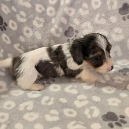Zeus - Dapple male Dachshund puppy in Tonopah, Arizona from Desert Diamond Dachshunds