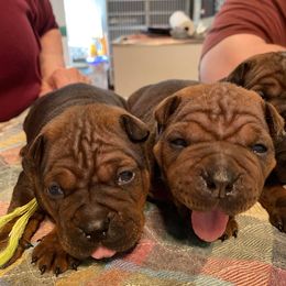 Bullmastiffs from Guardman's