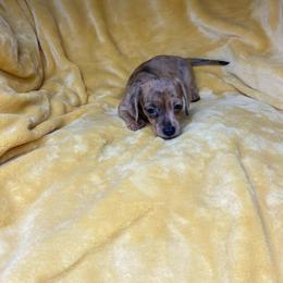 Esme' - Dapple female Dachshund puppy in Richmond, Virginia from Paw Prints