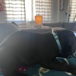 Cane Corso Puppies from Ragnarok kennels