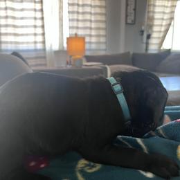 Cane Corso Puppies from Ragnarok kennels