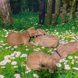 Goldendoodle Puppies from Bear Ridge Doodles