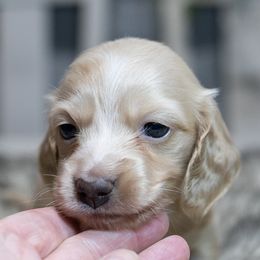 Emma - Cream female Dachshund puppy in Barnesville, Pennsylvania from Dachsy