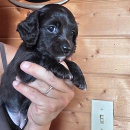 Girl 1 - Black female Dachshund puppy in Cheyenne, Wyoming from Great Basin Hounds