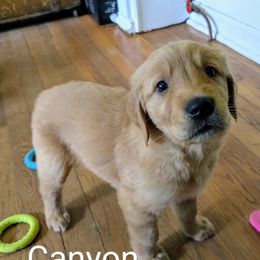 Boy 1 - male Golden Retriever puppy in Pamplin, Virginia from Hope & Joy Acres